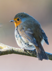 Close-up on cute little robin bird