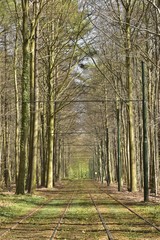 Rails de tram au milieu des hêtres de la forêt de Soignes à l'est de Bruxelles Capitale Région 