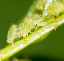 A small aphid on a green plant