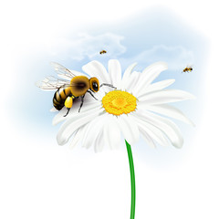 Bees, daisy flower and sky with clouds