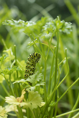 Future Swallowtail Butterfly