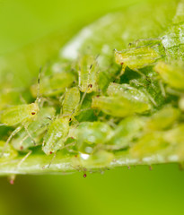 A small aphid on a green plant