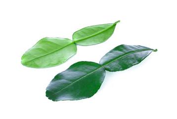Kaffir lime leaves on white background