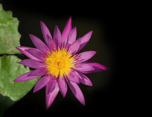 top view lotus with black background with copy space