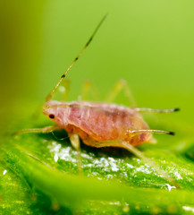 A small aphid on a green plant