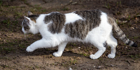 Cat walks on nature in the spring