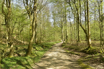 L'un des chemins entre végétation et jeunes hêtres à la forêt de Soignes au printemps
