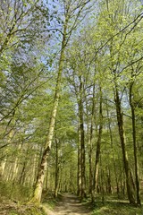 Feuillage des hêtres au dessus d'un chemin à la Forêt de Soignes 