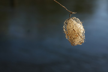 close photos of insect cocoon river on the background of water.