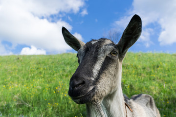 Mountain goat grazes on a spring lawn