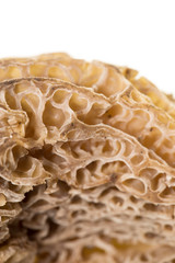 Mushroom morel on a white background.