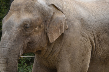 Fototapeta premium ゾウ