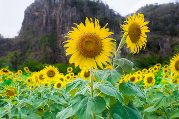close up sunflower with blur field background