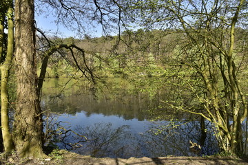 Le grand étang des Clabots en pleine forêt de Soignes au printemps 