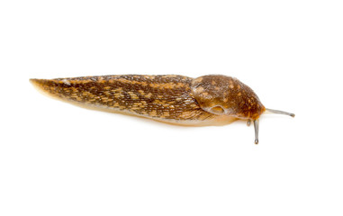 Slug snail on white background