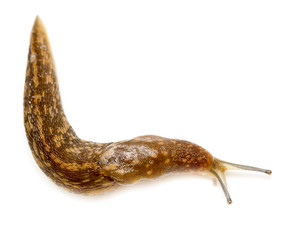 Slug snail on white background
