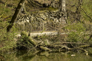 Arbre abattu et tombé dans les eaux du grand étang des Clabots en pleine forêt de Soignes 