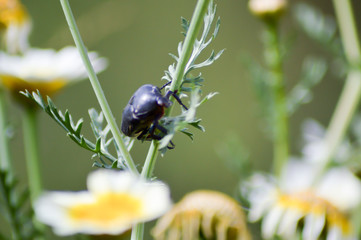 Scarab set on a field of daisies