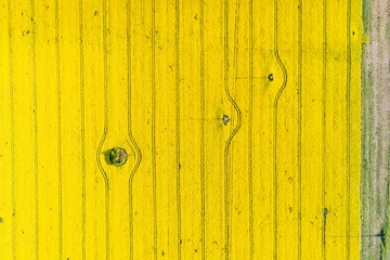 Foto auf Acrylglas Luftbild Aerial view of rape field