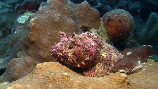 Scorpionfish in Caribbean sea