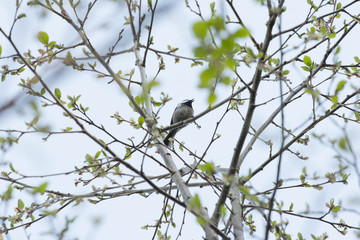 Tweet bird