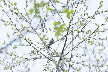 Tweet bird