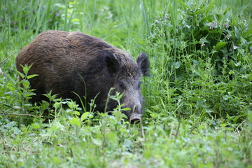 Naklejka na ściany i meble Wild boar - Sus scrofa. Wilderness. Walking in nature still life, marsh. Dense forest trees, reeds and grass, wild landscape. The natural scenery of Slovakia, Europe. Wildlife.