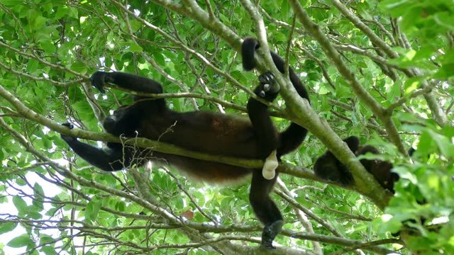 Howler monkey showing his white testicles