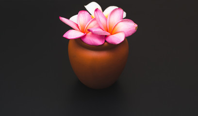 Obraz na płótnie Canvas plumeria flower in vase on black board decoration.