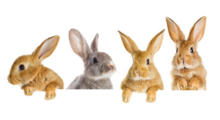 Obraz premium Zestaw zerkających królików