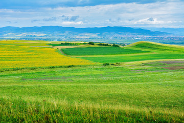 Fototapeta premium Transylvania - wheat stalk and sunflower