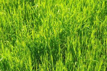 Graslandschaft in der Sonne