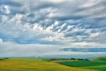 Obraz premium Transylvania - wheat stalk and sunflower