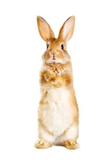 Fotobehang rabbit is standing on its hind legs © Happy monkey