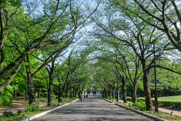 Fototapeta premium Wysadzana drzewami droga w wiosennym parku