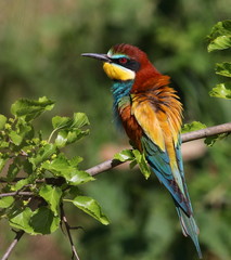European bee-eater, Merops apiaster