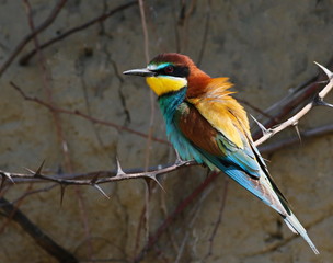 European bee-eater, Merops apiaster