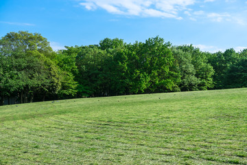 Blue sky and spring park 3