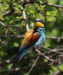 European bee-eater, Merops apiaster