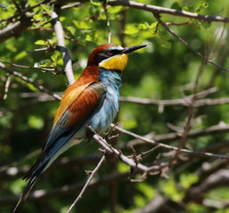 European bee-eater, Merops apiaster