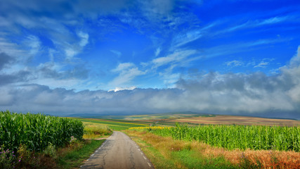 Transylvania-with wheat stalk and sunflower
