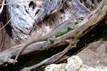 Green Iguana rests on wood