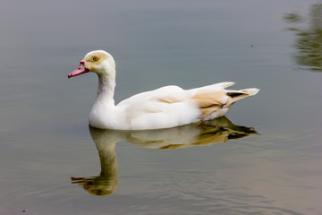 Ducks
