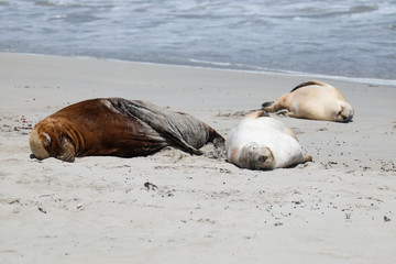 Sea lions on the beach at kangaroo island