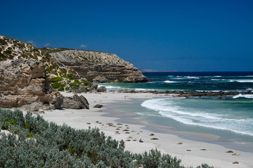 Naklejka premium Sea lions on the beach at kangaroo island