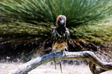 Bird perched on the tree