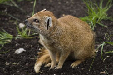 Yellow mongoose