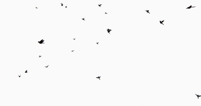 4k Flying birds silhouette.