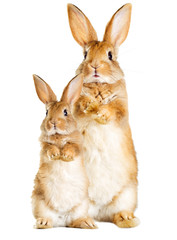 rabbit is standing on its hind legs