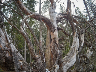 The exposed roots of a fallen tree.